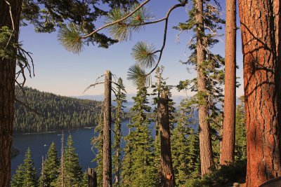The Coniferous Trees around Lake Tahoe