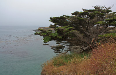 Coastal fog at Mendocino