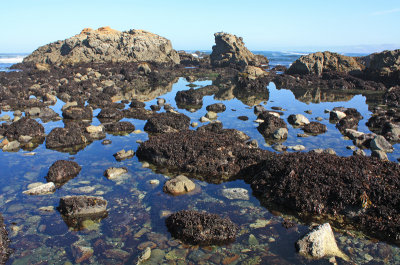 The tide pools at MacKerricher State Park