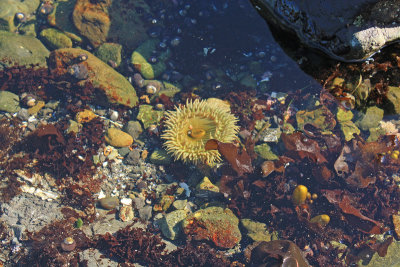 Anemone at the tidal pools