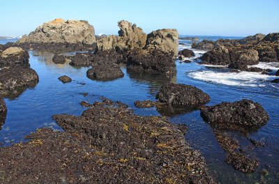 The tide pools at MacKerricher State Park