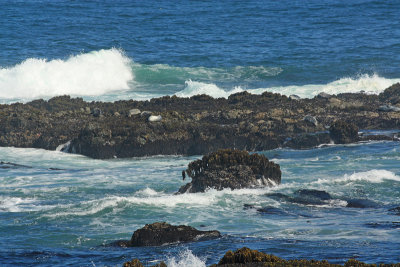 Sea lions basking on the rocks