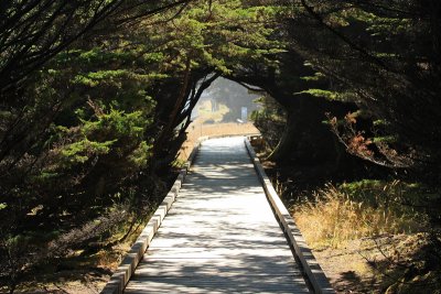 Pine trees cover the walkway