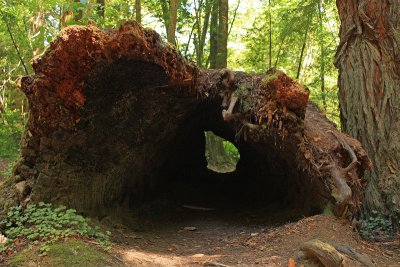 Fallen tree Navarro River Redwoods State Park