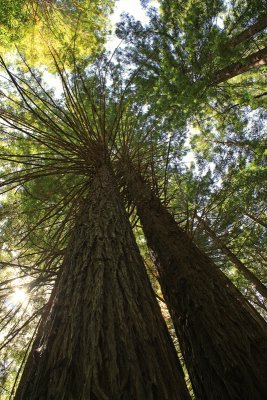 Navarro River Redwoods State Park