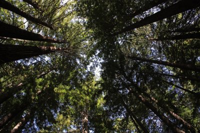 Navarro River Redwoods State Park