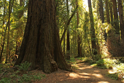 Giant Redwood Hendy Woods State Park
