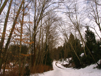 The trail beside Stoney Creek