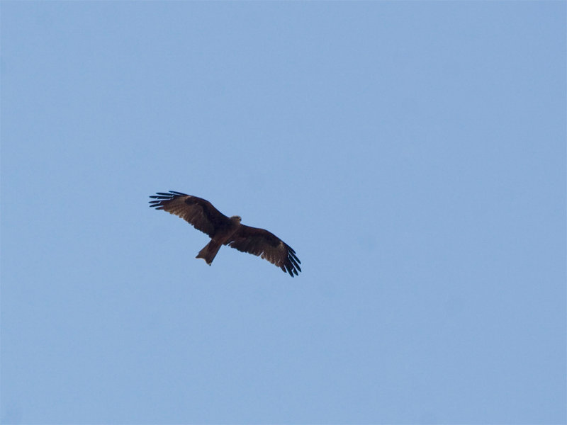 Black Kite - Zwarte wouw