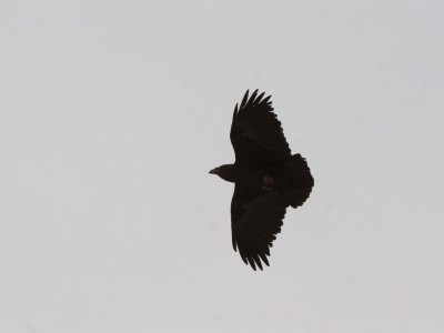 Fantailed Raven - Waaierstaartraaf