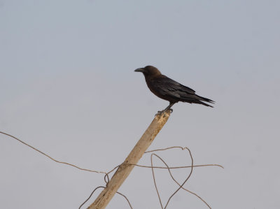 Brown-necked Raven - Bruinnekraaf