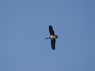 Black Stork - Zwarte Ooievaar