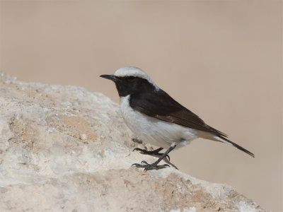 Eastern Crowned Wheatear - Rouwtapuit