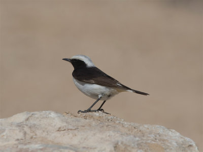 Eastern Crowned Wheatear - Rouwtapuit