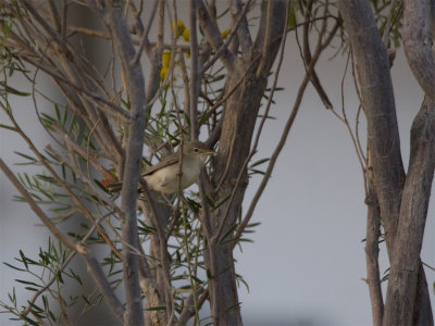 Eastern Olivaceous Warbler - Oostelijke vale spotvogel