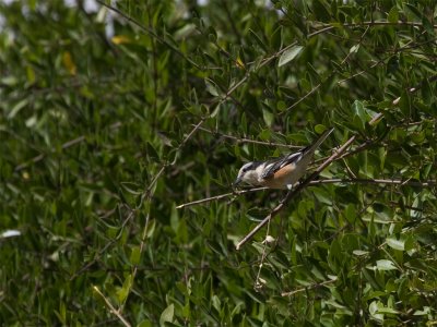 Masked Shrike - Maskerklauwier