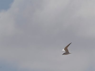 Gul-billed Tern - Lachstern