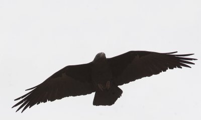Fan-tailed Raven - Waaierstaartraaf