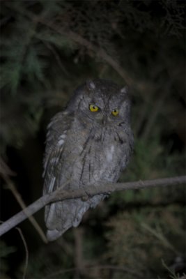 European Scops Owl - Dwergooruil