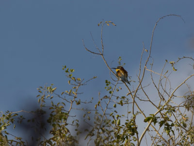 European Bee-eater - Bijeneter
