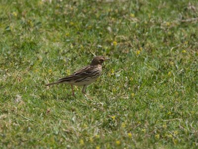 Red-throated Pipit - Roodkeelpieper