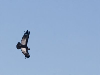 Andean Condor 2.jpg