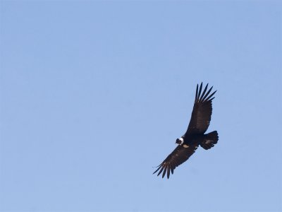 Andean Condor 3.jpg