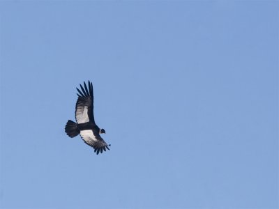 Andean Condor 4.jpg