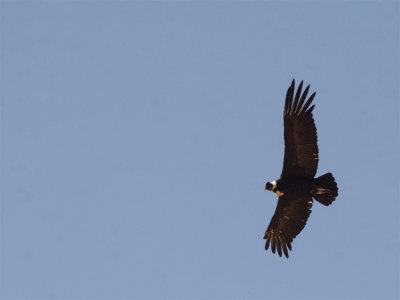 Andean Condor 5.jpg