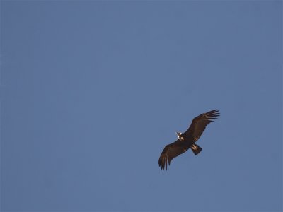 Andean Condor 6.jpg