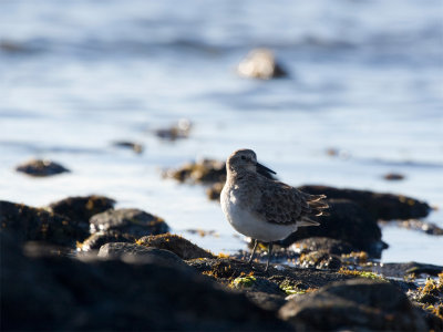 Bairds Sandpiper 5.jpg