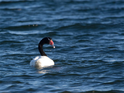 Black-necked Swan 5.jpg