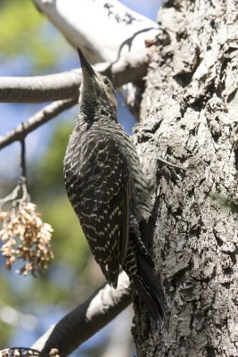 Chilean Flicker 4.jpg