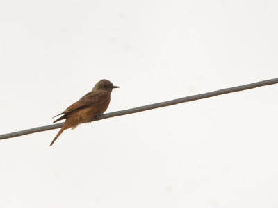 Cliff Flycatcher.jpg