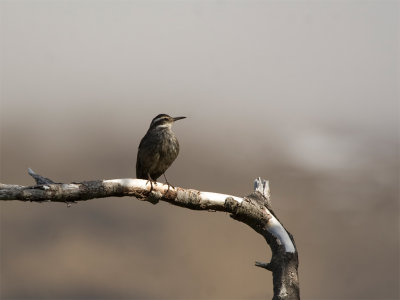 Dark-bellied Cinclodes 2.jpg