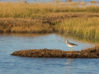 Greater Yellowlegs 2.jpg