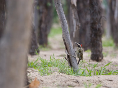 Green-barred Woodpecker.jpg