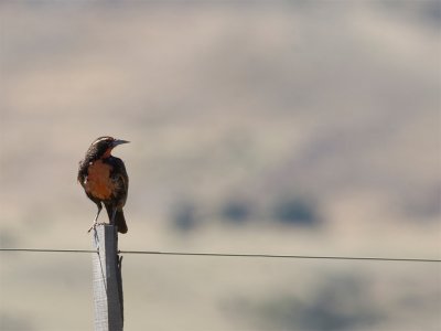 Long-tailed Meadowlark 3.jpg