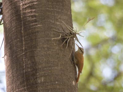 Narrow-billed Woodcreeper.jpg