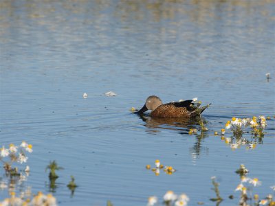 Red Shoveler.jpg