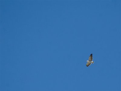 Red-backed Hawk 2.jpg