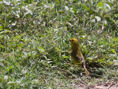 Saffron Finch 2.jpg