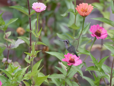 Spectacled Hummingbird 2.jpg