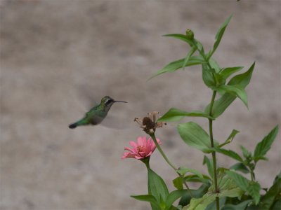 Spectacled Hummingbird.jpg