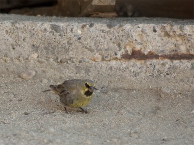 Yellow-Bridled Finch.jpg