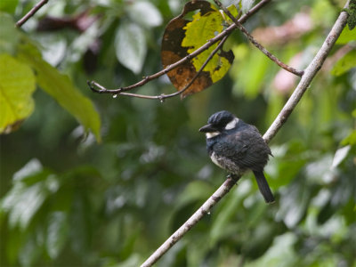 Black-breasted Puffbird