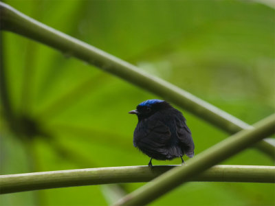 Blue-crowned Manakin