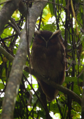 Crested Owl