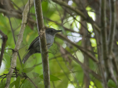 Western Slaty-Antshrike