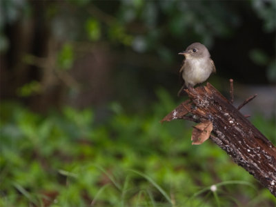 Eastern Woodpewee